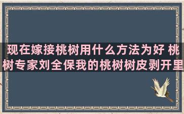 现在嫁接桃树用什么方法为好 桃树专家刘全保我的桃树树皮剥开里面黑了